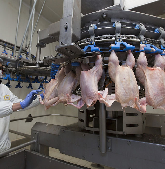 Al Zain Farms: Oman’s Trusted Source for Premium Poultry and Egg Products